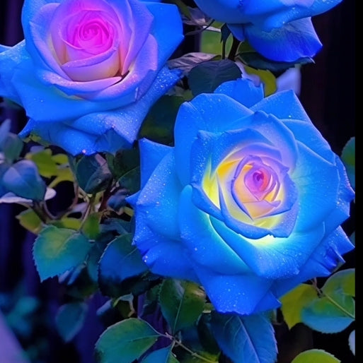 100 Pcs/Rare Bag Blue Pink Rose Seeds Scented  Plants  Flowers