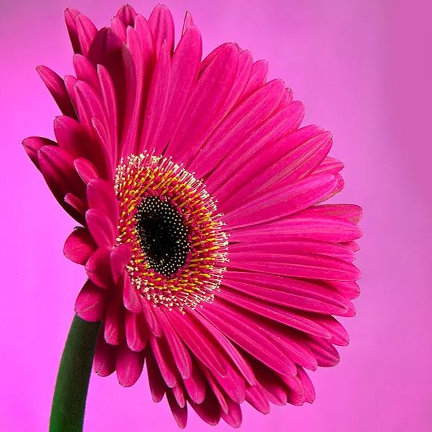 Rare Dark Pink Sunflower Beautiful Gorgeous Colour Shine Rare Flowers
