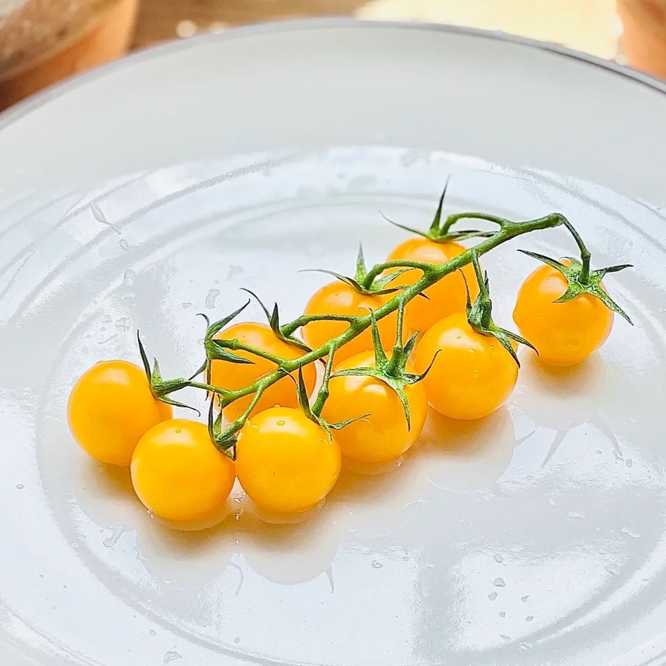 💥Hot Selling💛Yellow Cherry Tomato Seeds