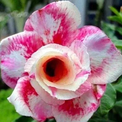 2 Pcs Rainbow Desert Rose Seeds ✨✨ LAST DAY 58% OFF