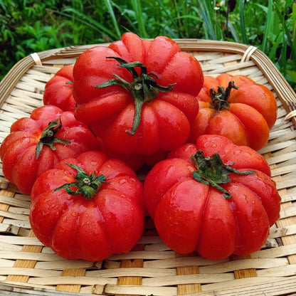 💥🍅Heirloom Tomato-Four-Color Horseshoes Mixed Seeds