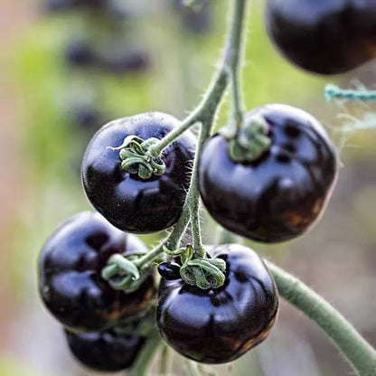 💜🍅Super-Yielding Purple Tomatoes-Purple Boy