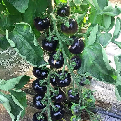 💜🍅Super-Yielding Purple Tomatoes-Purple Boy