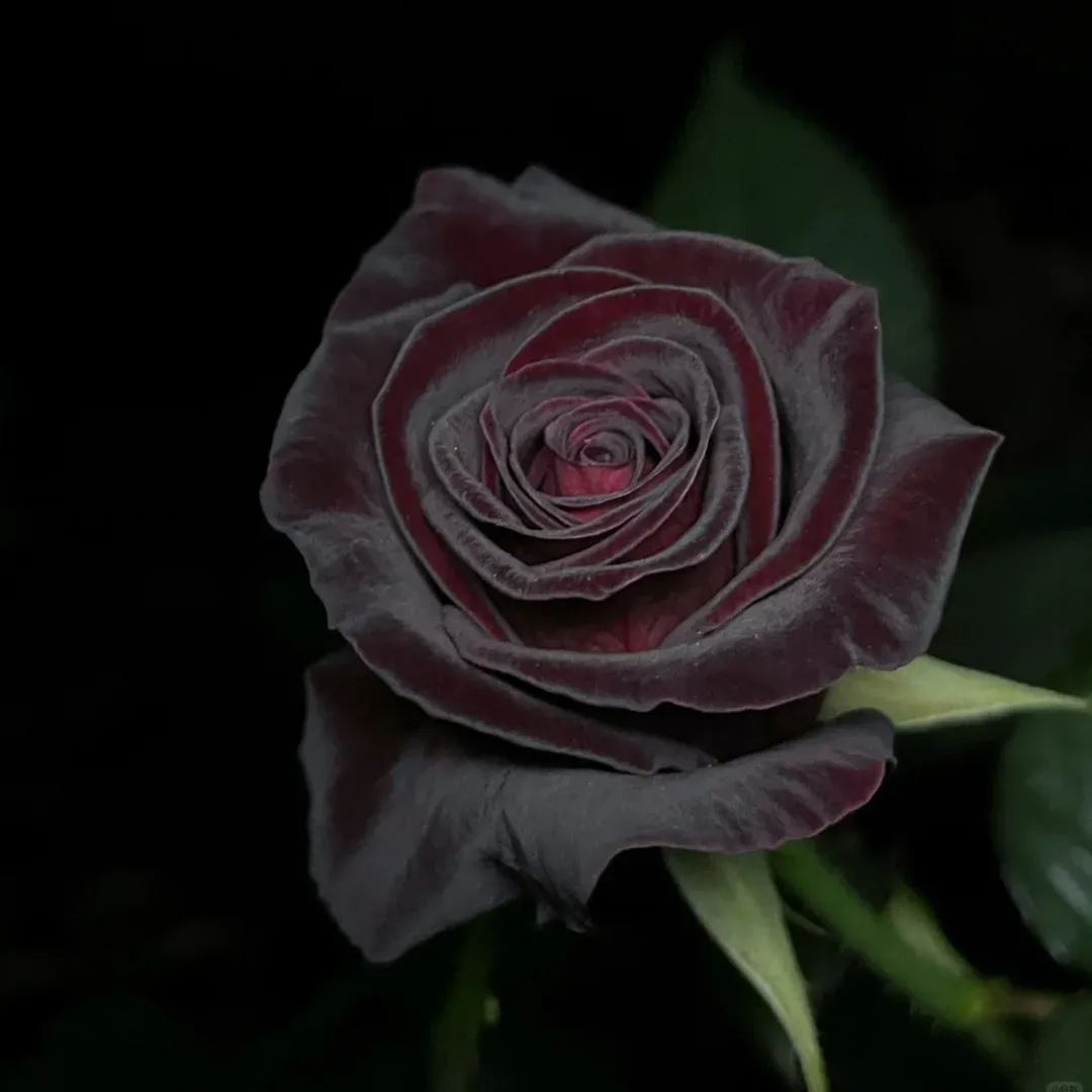 🌹Rare Black Baccara Rose Seeds🖤A black rose with a super velvety feel!