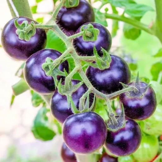💙🍅Bosque Blue Tomato Seeds | Organic