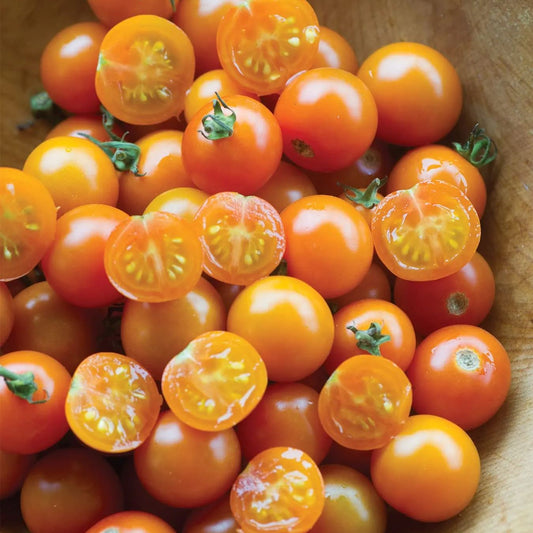 🧡🍅Gold Sun Sweet Orange Cherry Tomatoes Seeds