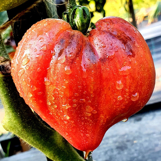 🍅❤️Crushed Heart Tomato Seeds