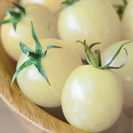 Italian Ice Hybrid Tomato Seeds