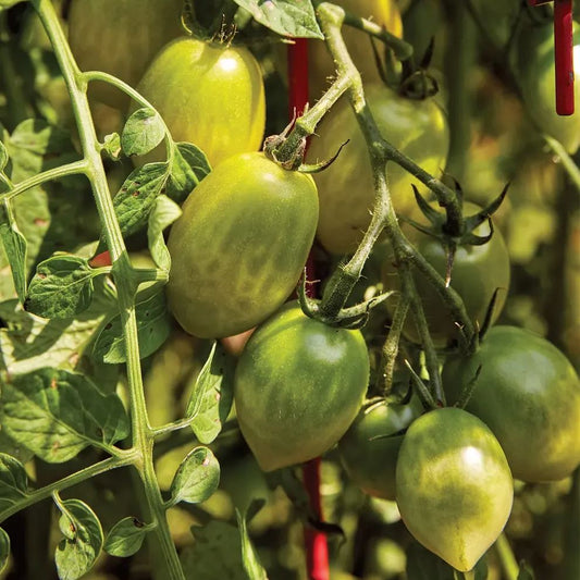 Green Envy Tomato Seeds