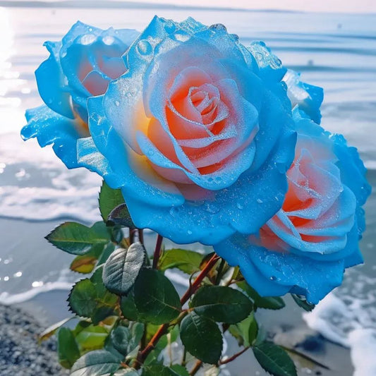 Crushed Ice Blue Rose Seeds🧊