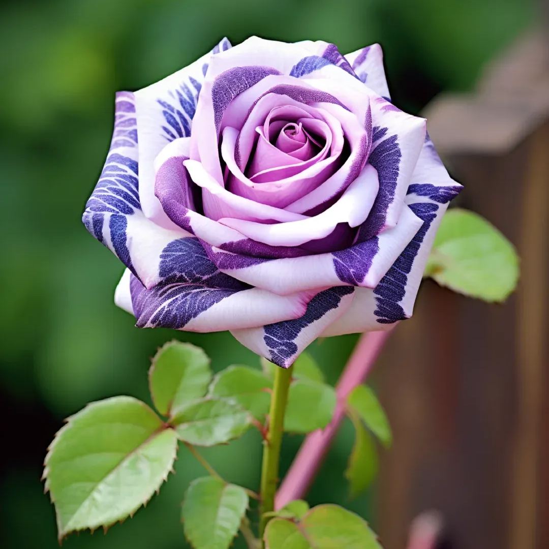 50 Pcs Purple series rose seeds💜