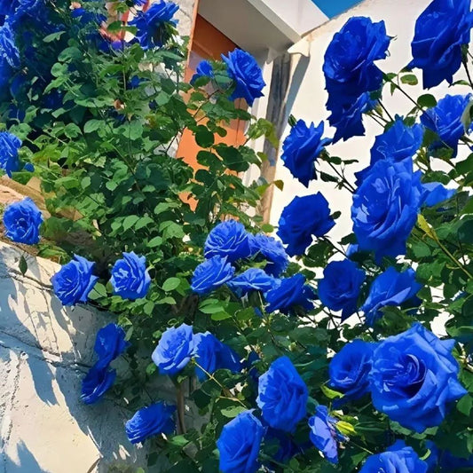 Blue Climbing Rose Seeds💙
