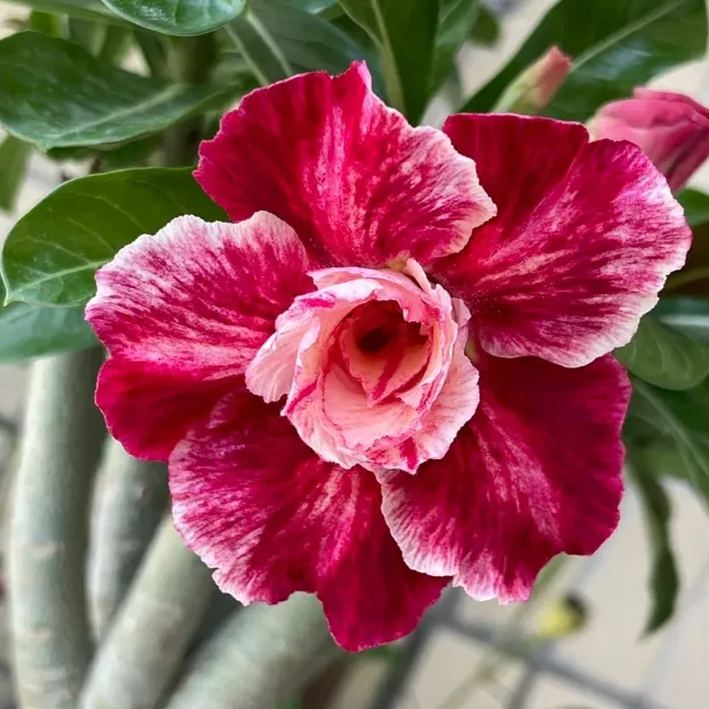 2 Pcs Rainbow Desert Rose Seeds ✨✨ LAST DAY 58% OFF