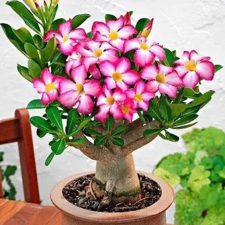 2 Pcs Rainbow Desert Rose Seeds ✨✨ LAST DAY 58% OFF