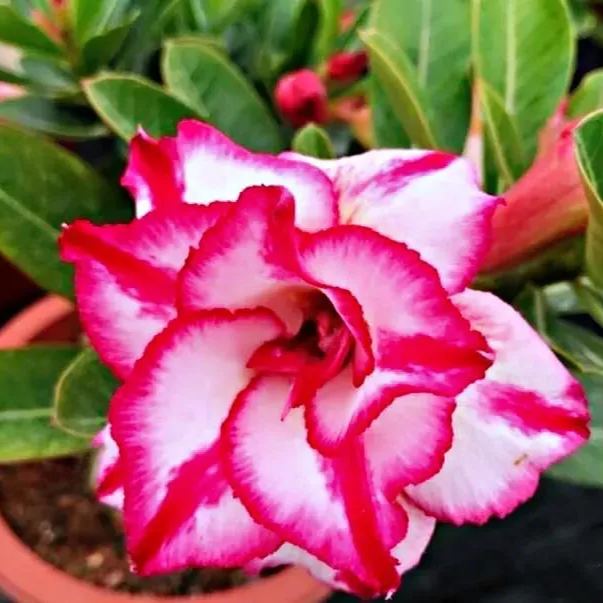 2 Pcs Rainbow Desert Rose Seeds ✨✨ LAST DAY 58% OFF