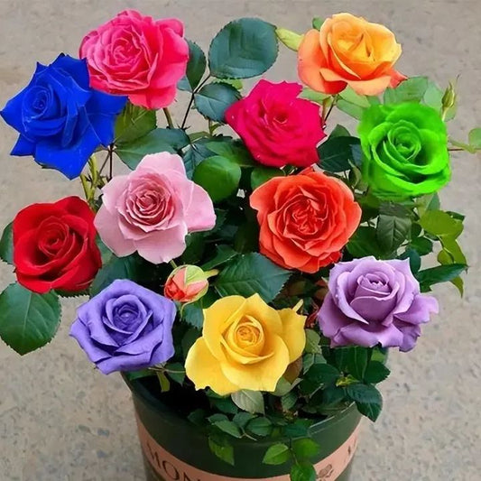 🔥56% OFF🌈Rainbow multi-color roses seeds🌹