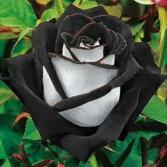 50 Pcs Two-color velvet rose seeds❤️