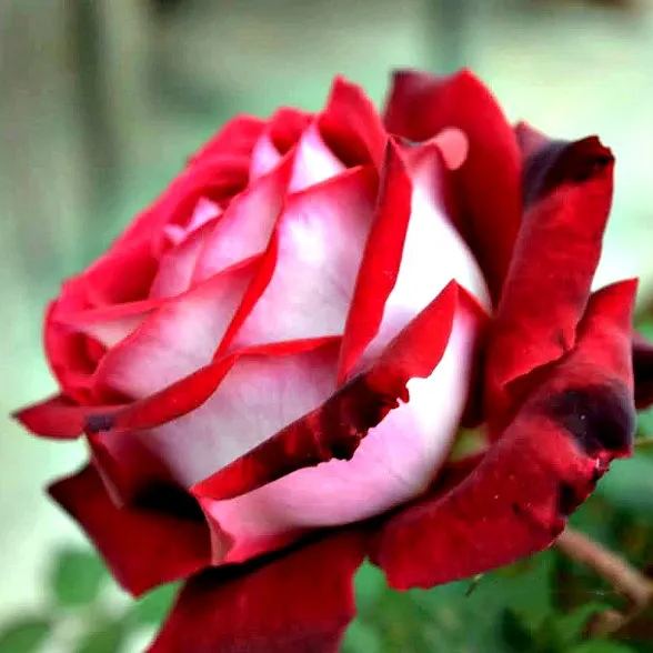 50 Pcs Two-color velvet rose seeds❤️