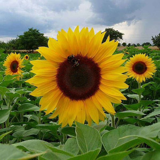 50 pcs Sunflower Russian Giant - Desi Flower Seeds