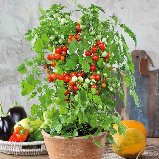 🥰✨Tidy Treats Tomato Seeds
