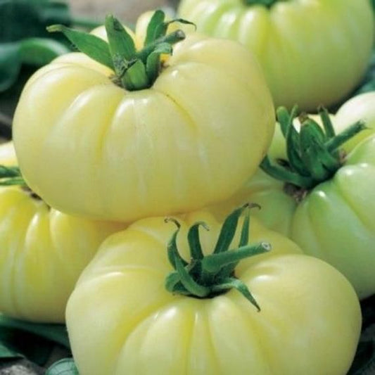🔥🔥Rare White Beauty Tomato Seeds