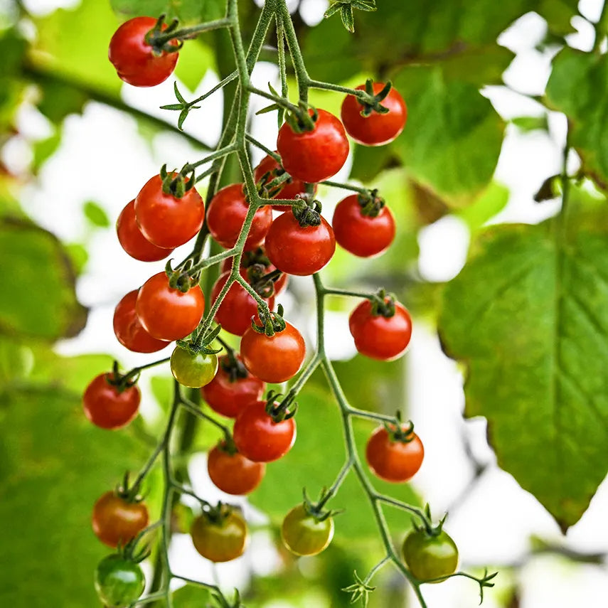 🍅Spoon Tomato Seeds✨New Year Special✨