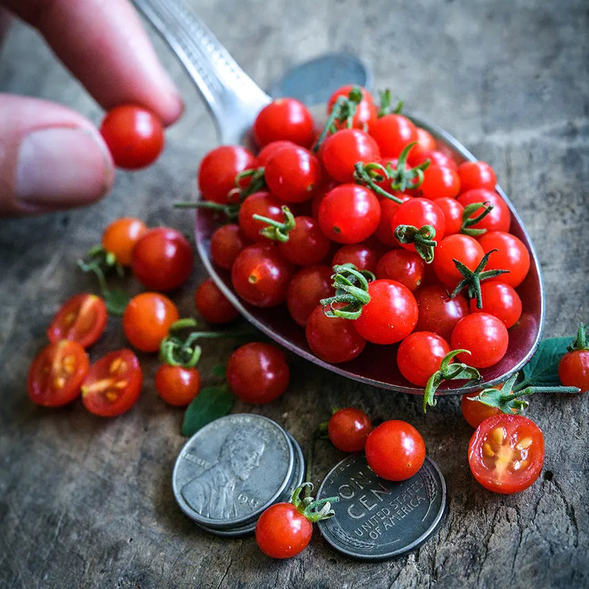 🍅Spoon Tomato Seeds✨New Year Special✨