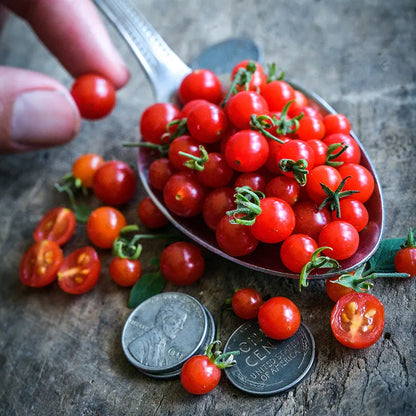 🍅Spoon Tomato Seeds✨New Year Special✨