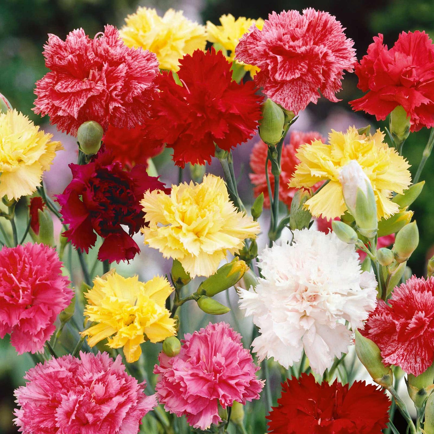 💥50% OFF🩷Double Mix Carnation Seeds🌹