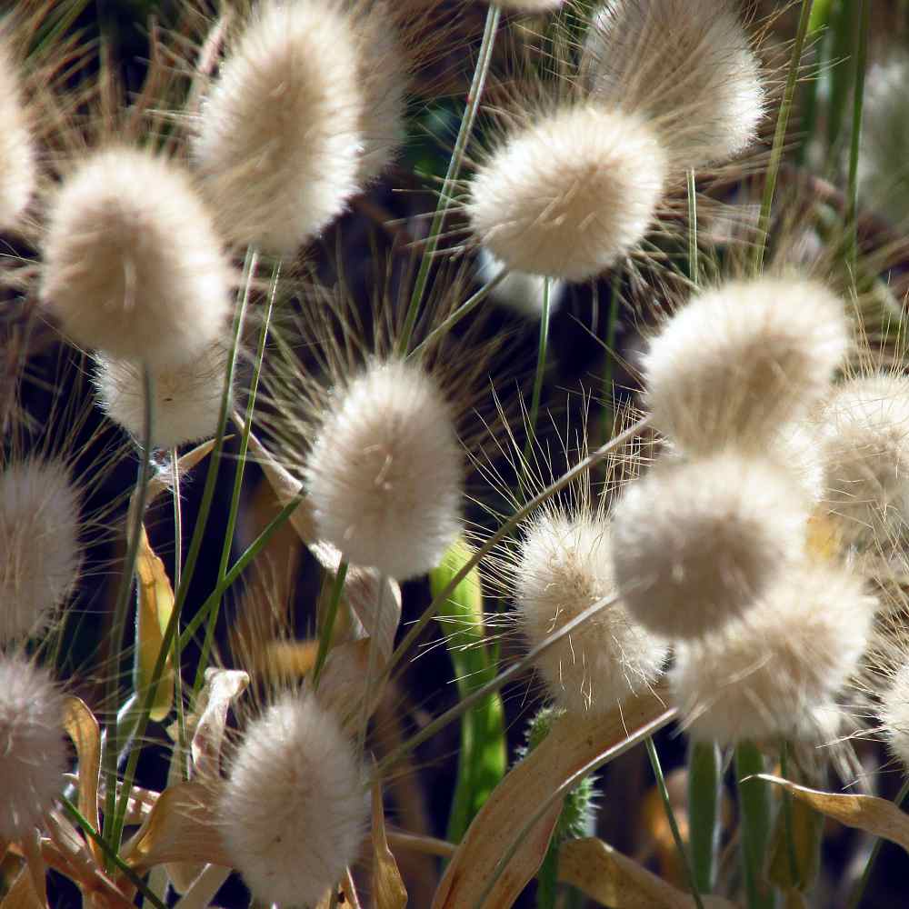 💥53% OFF🩷Bunny Tails Grass Seeds✨