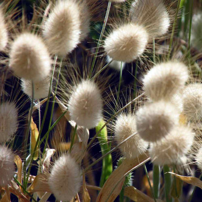 💥53% OFF🩷Bunny Tails Grass Seeds✨