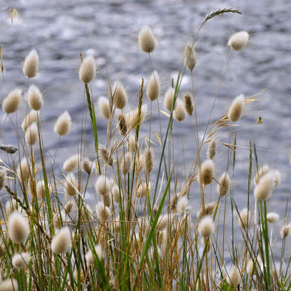 💥53% OFF🩷Bunny Tails Grass Seeds✨