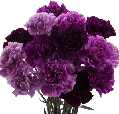 💥50% OFF🩷Double Mix Carnation Seeds🌹