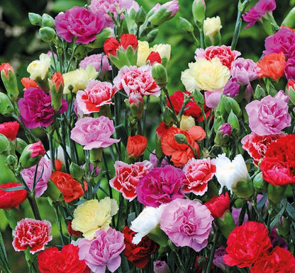 💥50% OFF🩷Double Mix Carnation Seeds🌹