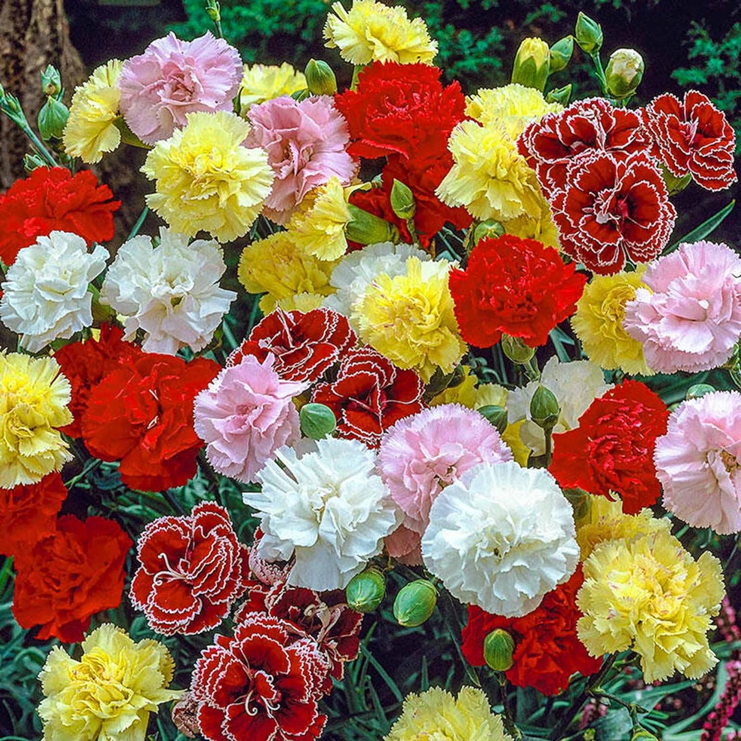 💥50% OFF🩷Double Mix Carnation Seeds🌹