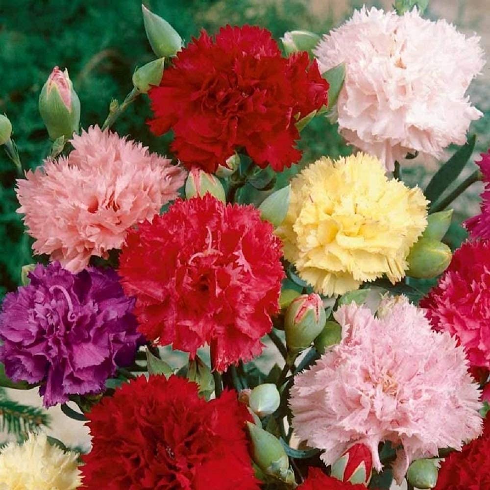 💥50% OFF🩷Double Mix Carnation Seeds🌹