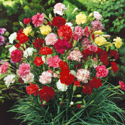 💥50% OFF🩷Double Mix Carnation Seeds🌹