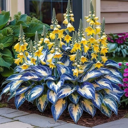 🎁2025 Special Offer🍃Rare Hosta Seeds🌿