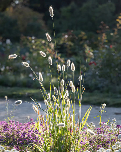 💥53% OFF🩷Bunny Tails Grass Seeds✨