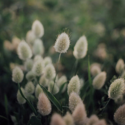 💥53% OFF🩷Bunny Tails Grass Seeds✨