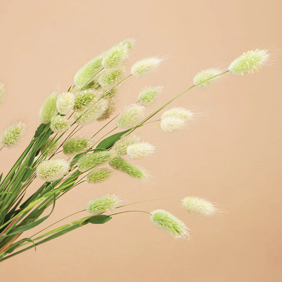 💥53% OFF🩷Bunny Tails Grass Seeds✨