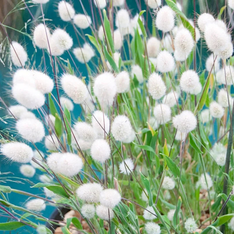 💥53% OFF🩷Bunny Tails Grass Seeds✨