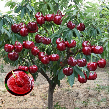 🌱Last Day 50% OFF- 🍒High-Qailty Rainier Cherry Fruit Seeds