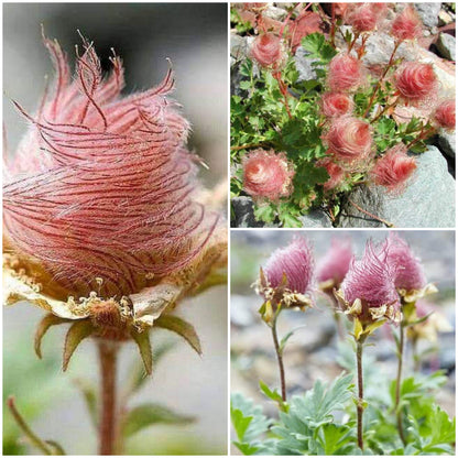 🌺Prairie Smoke Flower seeds🌺