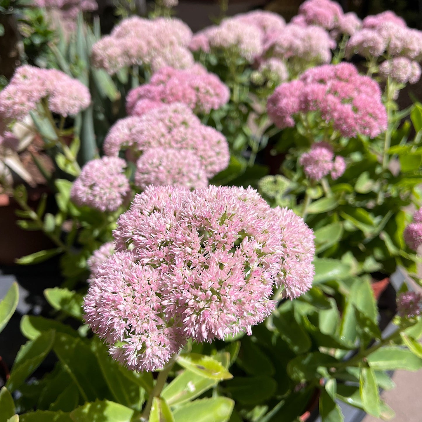 Showy Stonecrop | Sedum 'Brilliant'