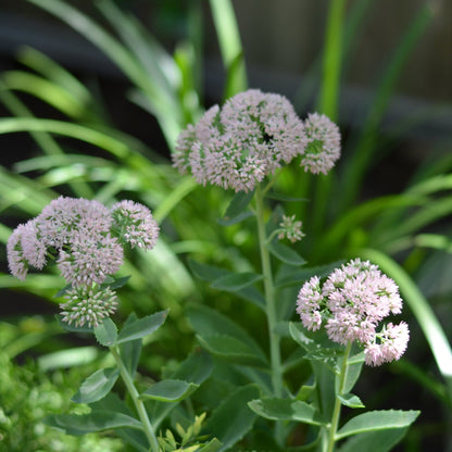 Showy Stonecrop | Sedum 'Brilliant'