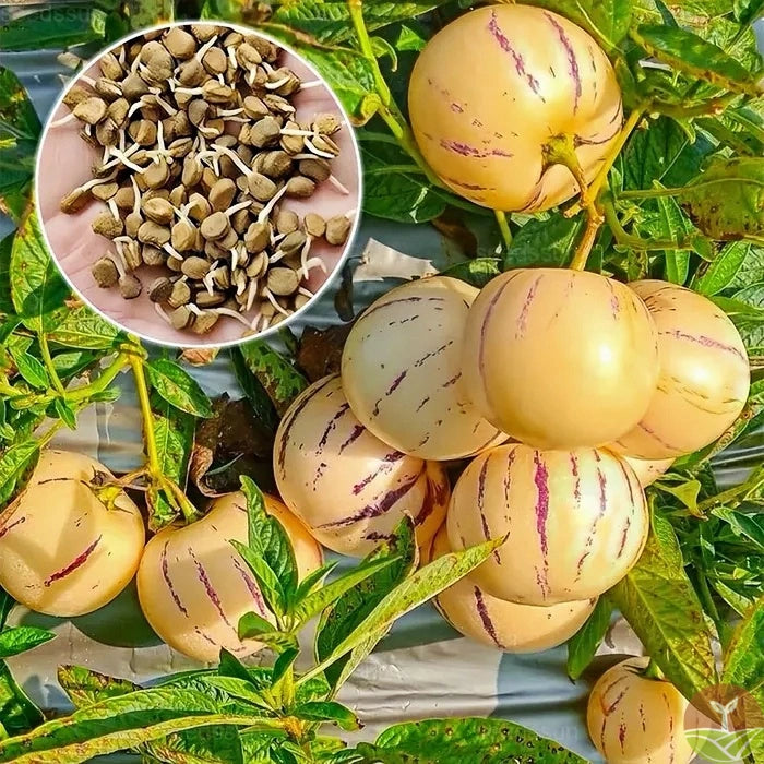 Pepino Melon 🥭Ginseng Fruit Seeds