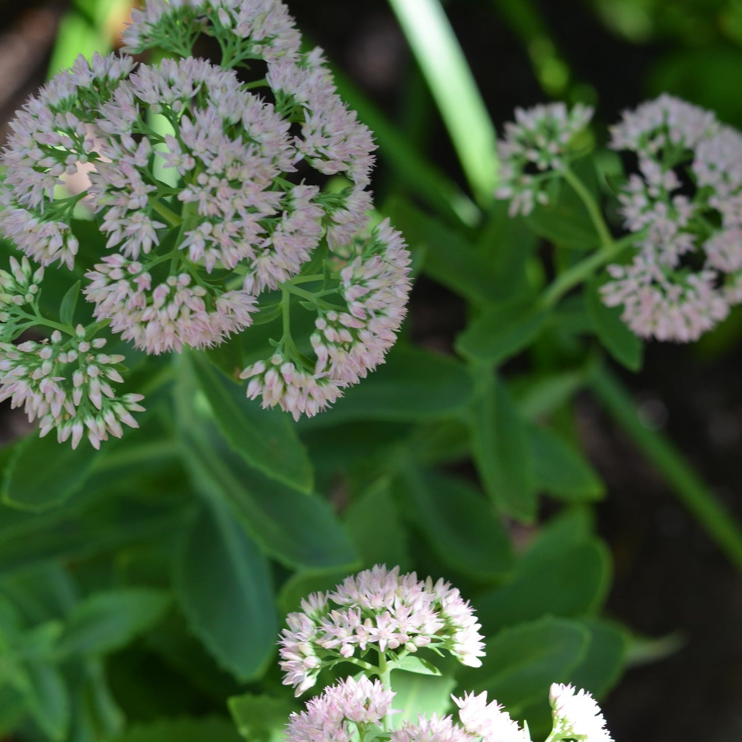 Showy Stonecrop | Sedum 'Brilliant'