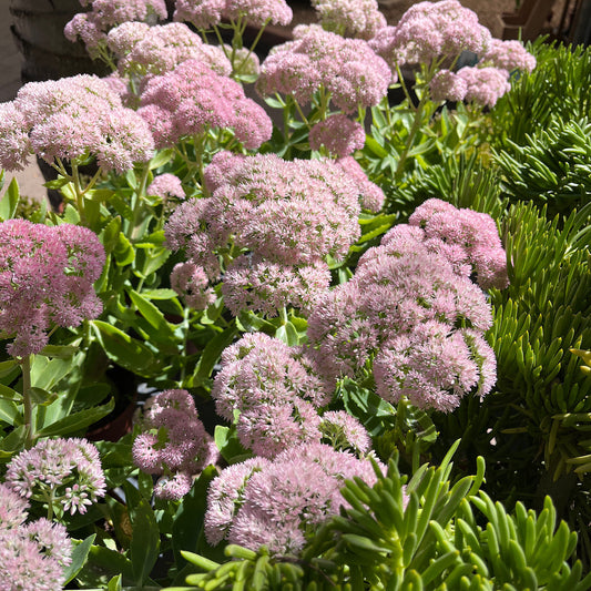 Showy Stonecrop | Sedum 'Brilliant'