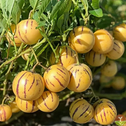 Pepino Melon 🥭Ginseng Fruit Seeds